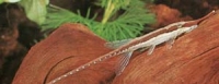 Фарловелла обыкновенная (носатая) Farlowella acus (Kner, 1853)