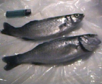 02. Результаты рыбалки (Ашдод 26.12.2002)