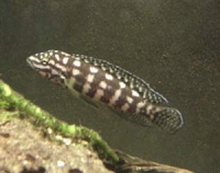 Юлидохромис Марлиера Julidochromis marlieri Poll, 1956