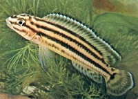 Юлидохромис Регана Julidochromis regani Poll, 1942