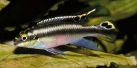 Попугайчик Pelvicachromis pulcher (Boulenger, 1901)