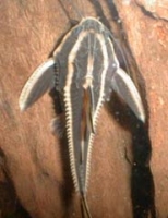 Платидорас Platydoras costatus (Linnaeus, 1766)