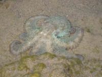 2008-mar-07-осьминог