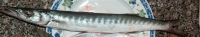Малита - Obuse barracuda
