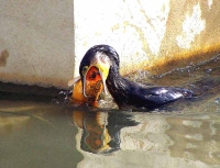 Cormorant Eatind A Carp