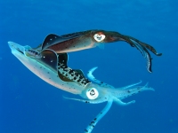 Squid[1]